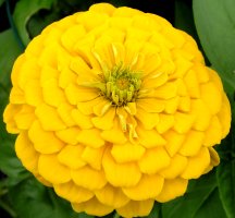 golden zinnia, divine love expressed